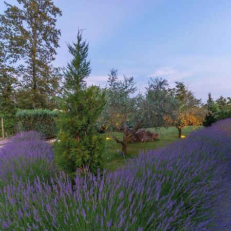 Villa Kate Istria Žminj Dış mekan fotoğraf